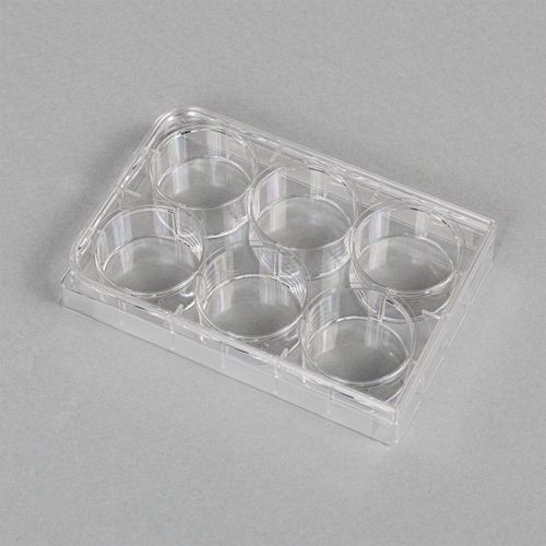 PLACA P/ CULTURA NAO TRATADA FUNDO CHATO 6 POCOS